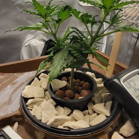 Critical XXL AUTO growlog photo: Growing fast now
