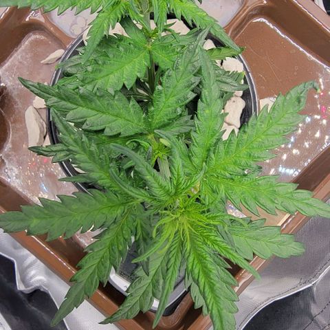 Critical XXL AUTO growlog photo: Growing fast now