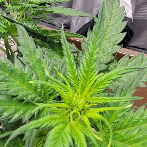Critical XXL AUTO growlog photo: Has started flowering. Noticed this morning. Need to do a water and nutrient change to flower