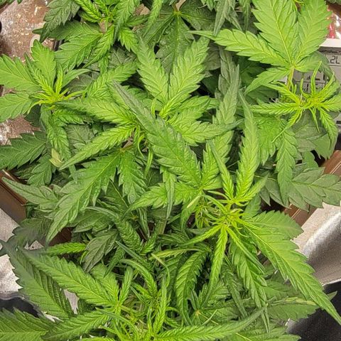 Critical XXL AUTO growlog timeline photo