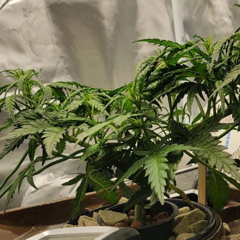 Critical XXL AUTO growlog timeline photo