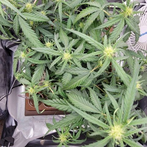 Critical XXL AUTO growlog photo: Hope she comes back. Out of water
