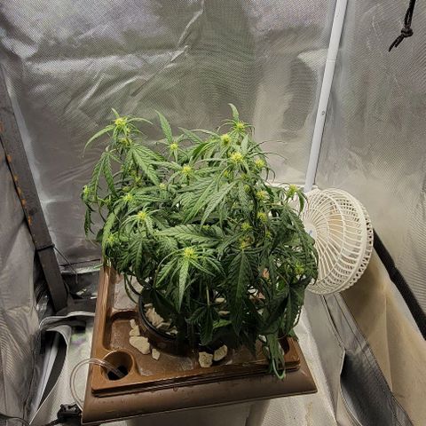 Critical XXL AUTO growlog photo: Hope she comes back. Out of water
