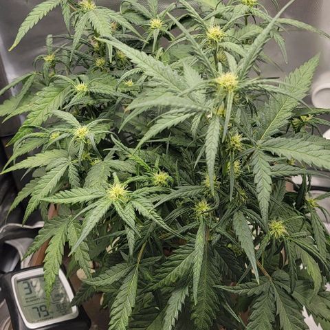 Critical XXL AUTO growlog timeline photo
