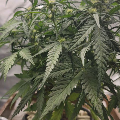 Critical XXL AUTO growlog timeline photo