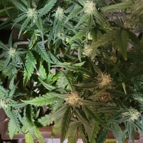 Critical XXL AUTO growlog timeline photo
