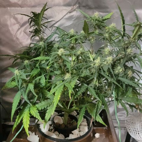 Critical XXL AUTO growlog timeline photo