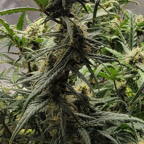 Critical XXL AUTO growlog timeline photo