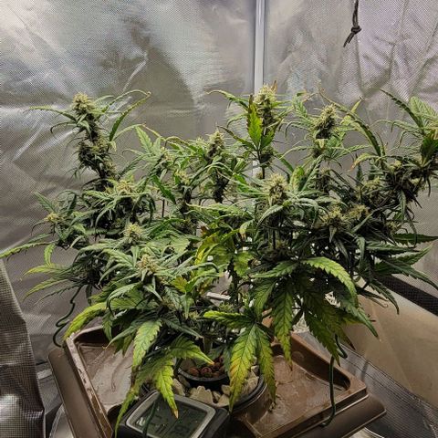 Critical XXL AUTO growlog timeline photo