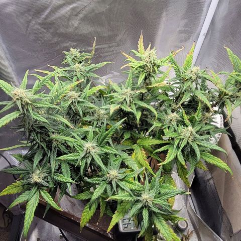 Critical XXL AUTO growlog timeline photo