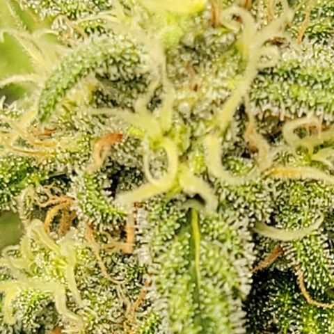 Critical XXL AUTO growlog timeline photo