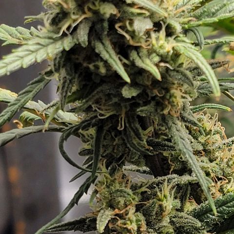 Critical XXL AUTO growlog photo: Getting close now