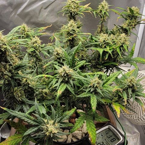 Critical XXL AUTO growlog photo: Getting close now