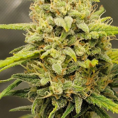 Critical XXL AUTO growlog photo: Getting close now