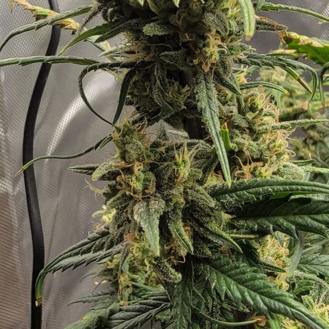 Critical XXL AUTO growlog photo: Getting close now