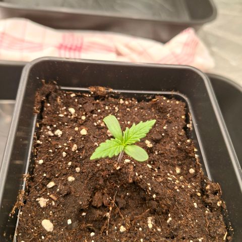 Critical growlog timeline photo