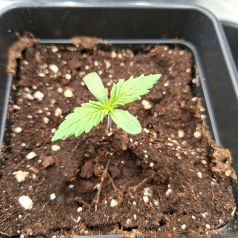 Critical growlog timeline photo
