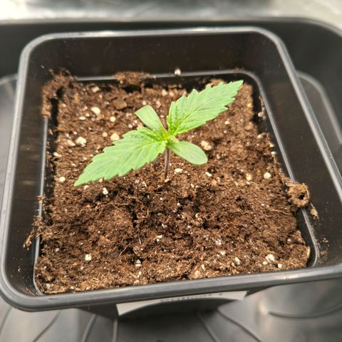 Critical growlog timeline photo
