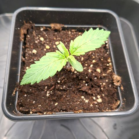 Critical growlog timeline photo