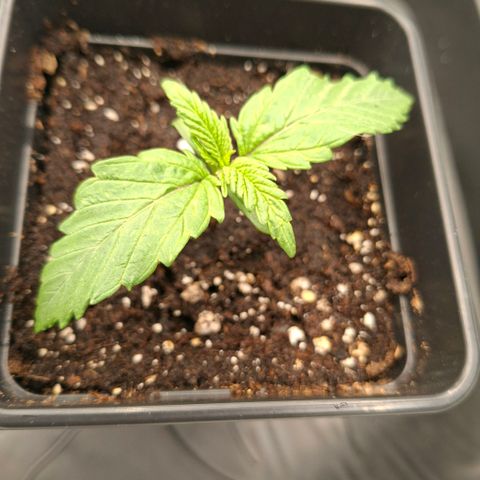 Critical growlog timeline photo