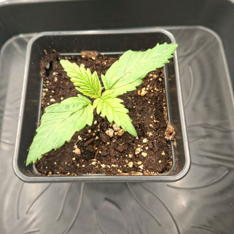 Critical growlog timeline photo