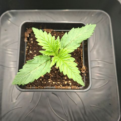 Critical growlog timeline photo