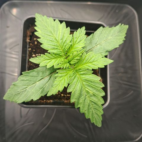Critical growlog timeline photo