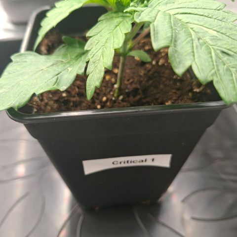Critical growlog timeline photo