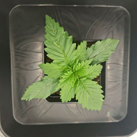 Critical growlog timeline photo