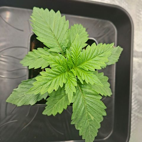 Critical growlog timeline photo