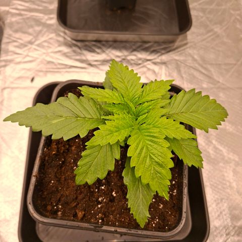 Critical growlog timeline photo