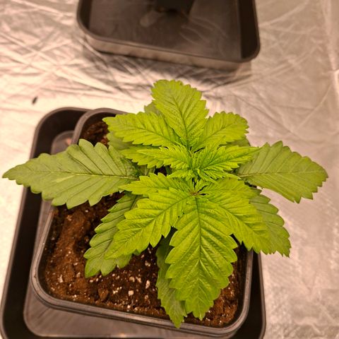 Critical growlog timeline photo