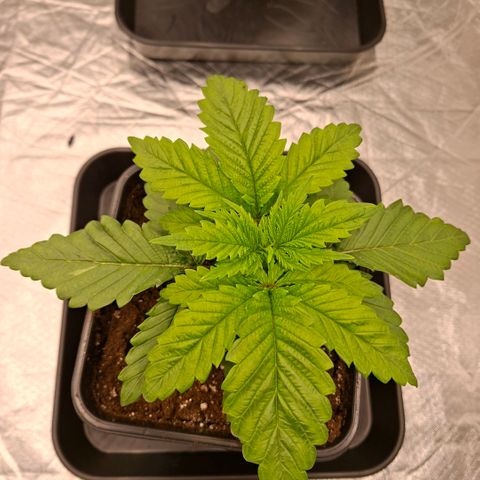 Critical growlog timeline photo