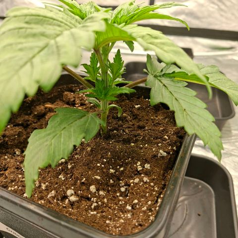 Critical growlog timeline photo
