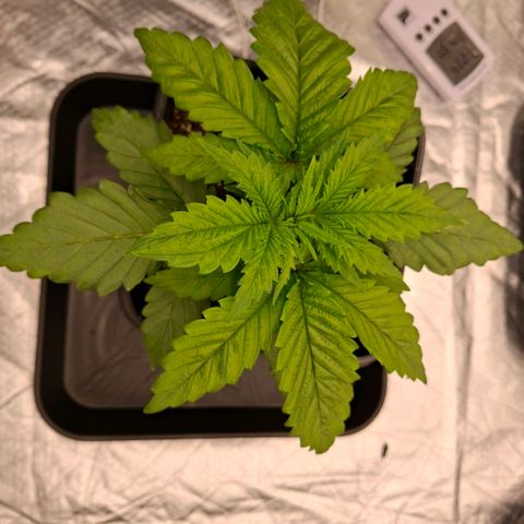 Critical growlog timeline photo