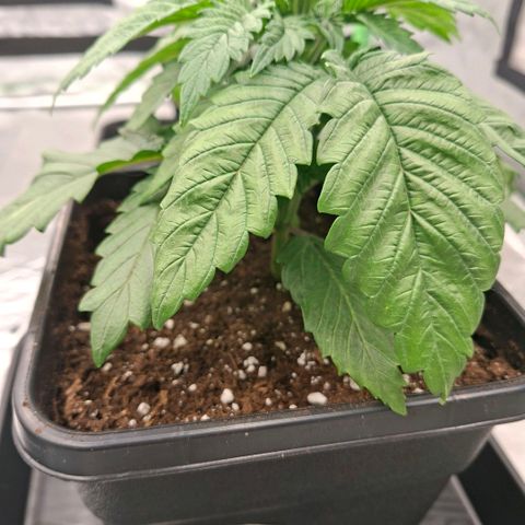 Critical growlog timeline photo