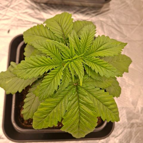 Critical growlog timeline photo