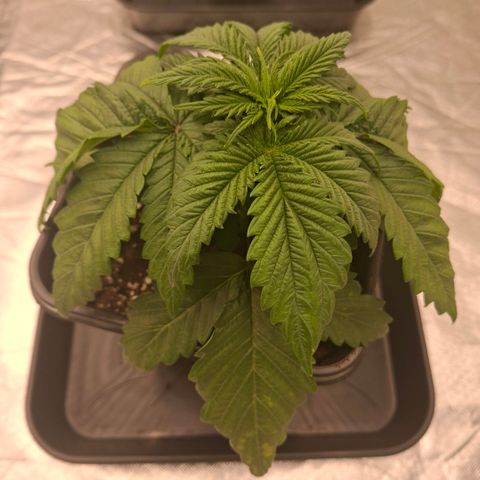 Critical growlog timeline photo