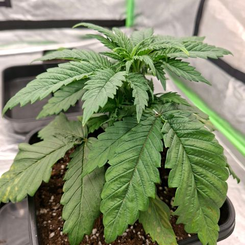 Critical growlog timeline photo