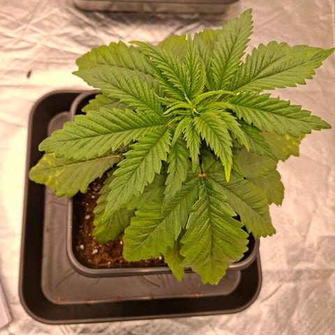 Critical growlog timeline photo