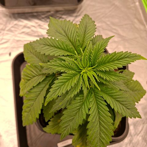 Critical growlog timeline photo