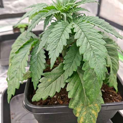Critical growlog timeline photo
