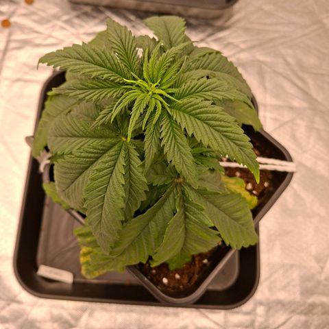 Critical growlog timeline photo