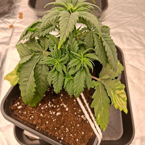 Critical growlog timeline photo