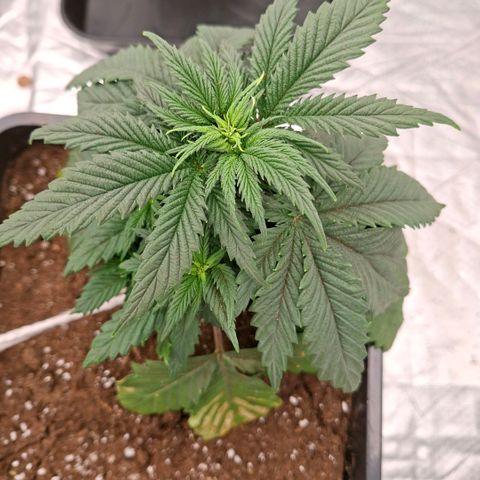 Critical growlog timeline photo