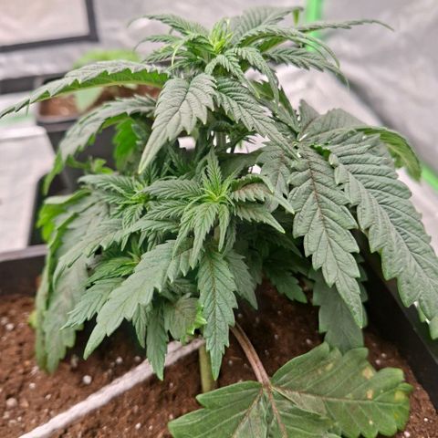 Critical growlog timeline photo