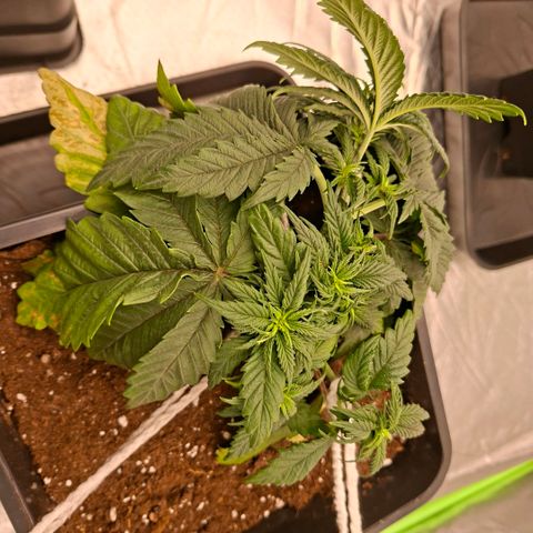 Critical growlog timeline photo