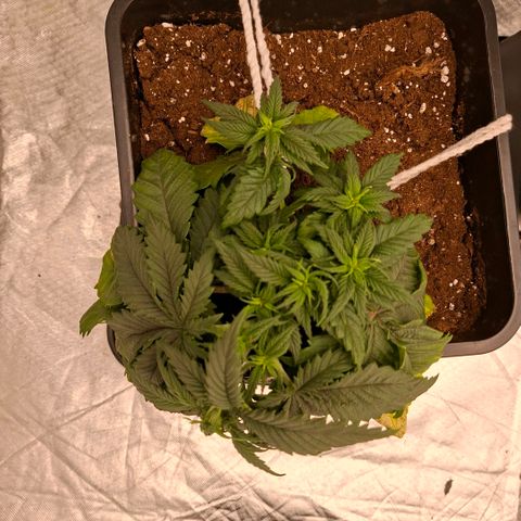 Critical growlog timeline photo