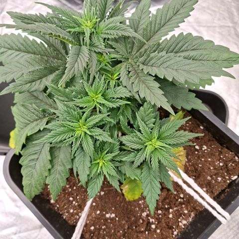Critical growlog timeline photo