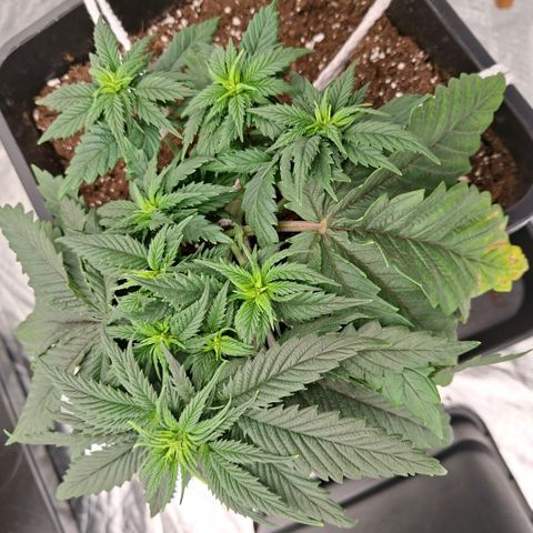 Critical growlog timeline photo